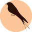Kangasemu